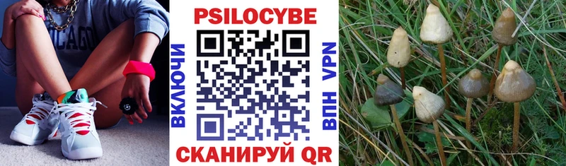 Галлюциногенные грибы Psilocybine cubensis  Няндома 